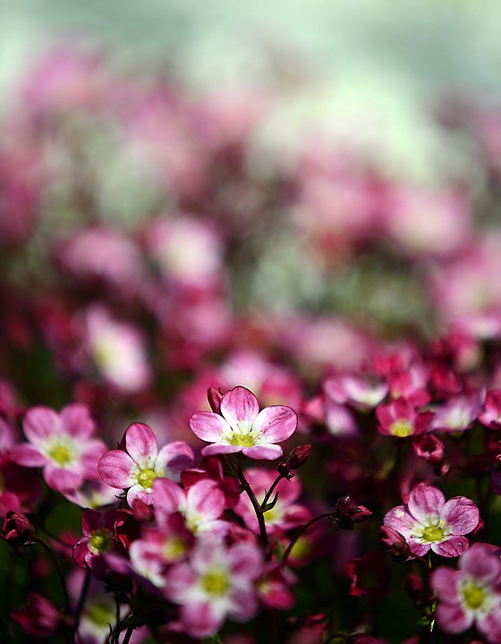 &lt;p&gt;The Saxifraga Triumph are in bloom at the green house at Bibler Gardens. Greenhouse manager Dawn Duane said the Gardens have changed up some of their plants as they are working to make a more bee friendly environment. (Brenda Ahearn/Daily Inter Lake)&lt;/p&gt;