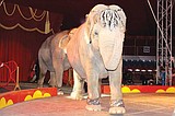 Tigers, elephants headline Shrine Circus