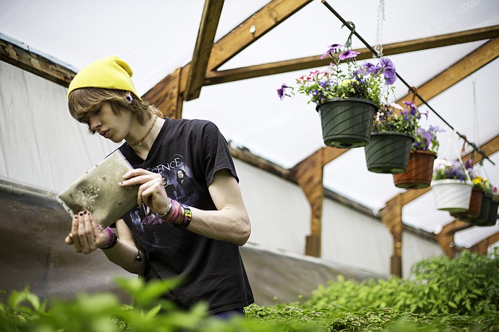 &lt;p&gt;SHAWN GUST/Press Kaleb Wagoner, a sophomore at New Vision High School, sprinkles lady bugs into his hand while preparing to apply them to pepper plants Monday during class. The Post Falls school is holding its annual spring greenhouse plant sale Saturday from 9:00 a.m. to 12:00 p.m. The sale with pick up again Monday through Wednesday to sell any leftover items during school hours.&lt;/p&gt;