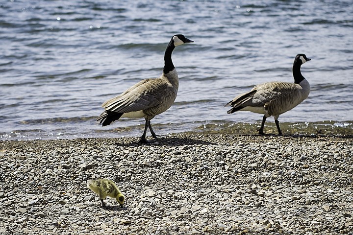 &lt;p&gt;SHAWN GUST/Press A gosling stops to peck in the rocks on the beach Wednesday as two adult Canada geese prepare to enter the water of Lake Coeur d'Alene.&lt;/p&gt;