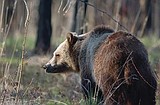 Oil wells may threaten grizzly habitat