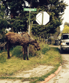 &lt;p&gt;A moose nibbles on a bush near a Sandpoint home recently. Idaho Fish &amp; Game is warning residents against feeding the moose. (Photo by MARLISA KEYES)&lt;/p&gt;