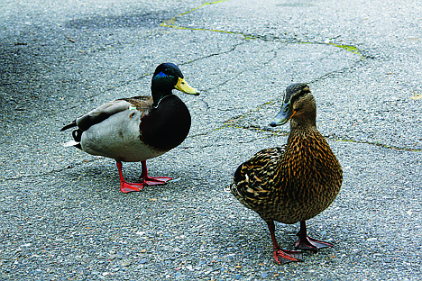 &lt;p&gt;A mallard duck, with a dart in its neck, and its mate spent time in the Coeur d'Alene Press parking lot Friday morning. The ducks flew away when Idaho Fish and Game employees tried to capture them.&lt;/p&gt;