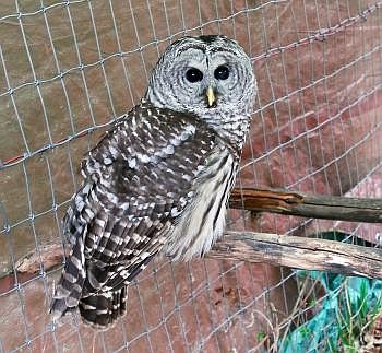 Spencer, a Barred Owl, sits perched in a habitat at the Family Forestry Expo raptors exhibit Wednesday afternoon. The Barred Owl and other raptors on display including a Great Horned Owl, a Saw-Whet pigmy owl and a Merlin Falcon belong to Wildlife Return, which rehabilitates injured birds and uses those who cannot return to the wild for educational purposes. Allison Money/Daily Inter Lake