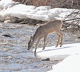 Another chapter closes in Flathead mining ban