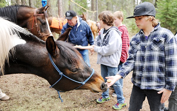 Elrod fifth grader Ashton Yarde tentatively holds out his hand to let Sassy have a treat on Friday at the Forestry Expo in Columbia Falls. In the background Bob Friedman of Back Country Horsemen of the Flathead shows other students the correct way to approach and feed the horses.