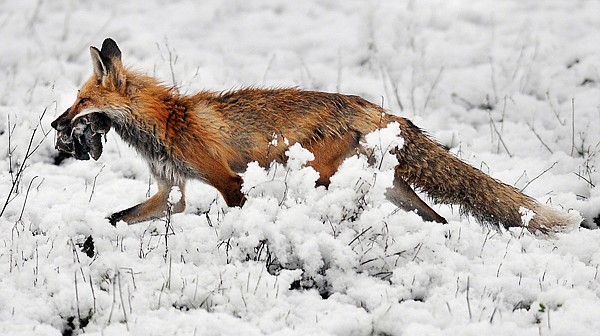 A red fox returns to its den with its kill after a snowstorm last week near Creston.
