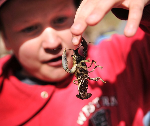 Bigfork fifth grader David Khodyrev lets a crawfish pinch his finger at the Forestry Expo in Columbia Falls. According to Flathead National Forest Public Affairs Officer Denise Germann the annual expo brings in approximately 1500 students over the five days. The public is invited to the Family Forestry Expo today from 9 a.m. to 4 p.m. Demonstrations will be at 10:30 and 1 p.m. include the FVCC Logger Sports Team competition, the Mule String Packing showcase, and the Logging Equipment Operations. Additionally there will be a free logging camp lunch from 11:30 to 1 p.m.