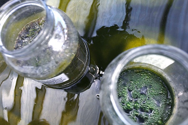 A look inside the algae tank including two jars of algae that are currently being tested.