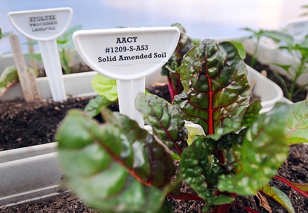 Plants are being grown to test the nitrogen rich organic fertilizer which is a byproduct of the AACT system.