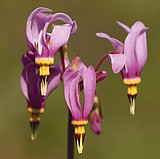 April showers brings May wildflowers