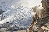 Glacier Park's iconic mountain goats