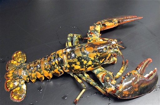 &lt;p&gt;CORRECTS LOCATION WHERE LOBSTER WAS CAUGHT TO WINTER HARBOR, INSTEAD OF WINTERPORT - This May 9, 2012 photo provided by the New England Aquarium in Boston shows a rare calico lobster that could be a 1-in-30 million, according to experts. The lobster, discovered by Jasper White&#146;s Summer Shack and caught off Winter Harbor, Maine, is being held at the New England Aquarium for the Biomes Marine Biology Center in Rhode Island. The lobster is dark with bright orange and yellow spots. (AP Photo/New England Aquarium, Tony LaCasse)&lt;/p&gt;