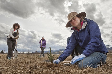 &lt;p&gt;From front, Australian distributor Jennifer Cox, farm employeee Emma Brewer, and U.S. distributor Susan Papinchak enthusiastically plant blue spruce at the Highland Flats tree farm in Naples during the first week of the 2012 spring planting in April.&lt;/p&gt;