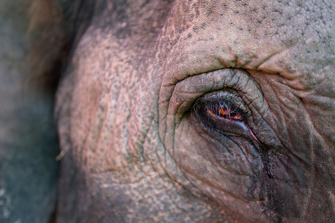 &lt;p&gt;Shelly the Asian elephant looks out of her tent on Wednesday at the Kootenai County Fairgrounds.&lt;/p&gt;