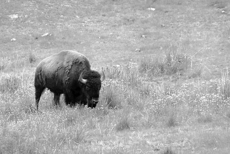 A buffalo takes advantage of the nice weather.