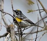 Migratory birds