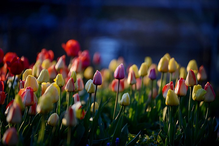 &lt;p&gt;The flowers at Bibler Gardens are nearing their peak bloom on Tuesday, May 13, west of Kalispell. This is the final weekend of the Spring Stroll at Bibler Home and Gardens. Tickets for the tours are still available for Saturday at 1 p.m. and 3 p.m. and on Sunday at 11 a.m. and 3 p.m. Tickets must be purchased in advance and can be obtained by calling 756-3632. Tickets are $10 for adults, except for the Sunday at 3 tour which is $20 and includes a tour of the Persian antique tribal rug collection. The next set of tours, the Splendid Summer Evenings at Bibler Home and Gardens, will take place July 21-25 at 5:30 and 7 p.m. (Brenda Ahearn/Daily Inter Lake)&lt;/p&gt;