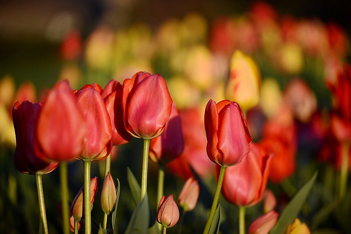 &lt;p&gt;The flowers at Bibler Gardens are nearing their peak bloom on Tuesday, May 13, west of Kalispell. This is the final weekend of the Spring Stroll at Bibler Home and Gardens. Tickets for the tours are still available for Saturday at 1 p.m. and 3 p.m. and on Sunday at 11 a.m. and 3 p.m. Tickets must be purchased in advance and can be obtained by calling 756-3632. Tickets are $10 for adults, except for the Sunday at 3 tour which is $20 and includes a tour of the Persian antique tribal rug collection. The next set of tours, the Splendid Summer Evenings at Bibler Home and Gardens, will take place July 21-25 at 5:30 and 7 p.m. (Brenda Ahearn/Daily Inter Lake)&lt;/p&gt;