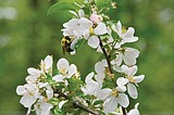 Harvard research and Bayer at odds about bee deaths