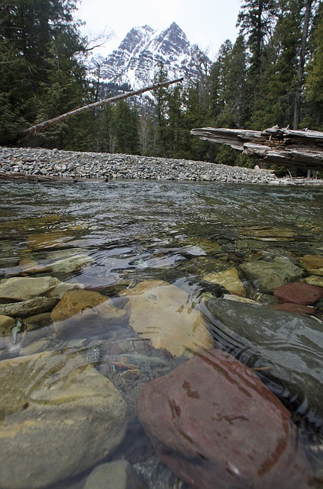 &lt;p&gt;A stream flows through Glacier National Park in Montana on Tuesday, May 11, 2010. The million-acre park celebrates it's 100 year anniversary Tuesday. But many of its glaciers have melted, and scientists predict the rest may not last another decade. The forests are drier and disease-ridden, leading to bigger wildfires. Climate change is forcing animals that feed off plants to adapt. (AP Photo/Mike Albans)&lt;/p&gt;