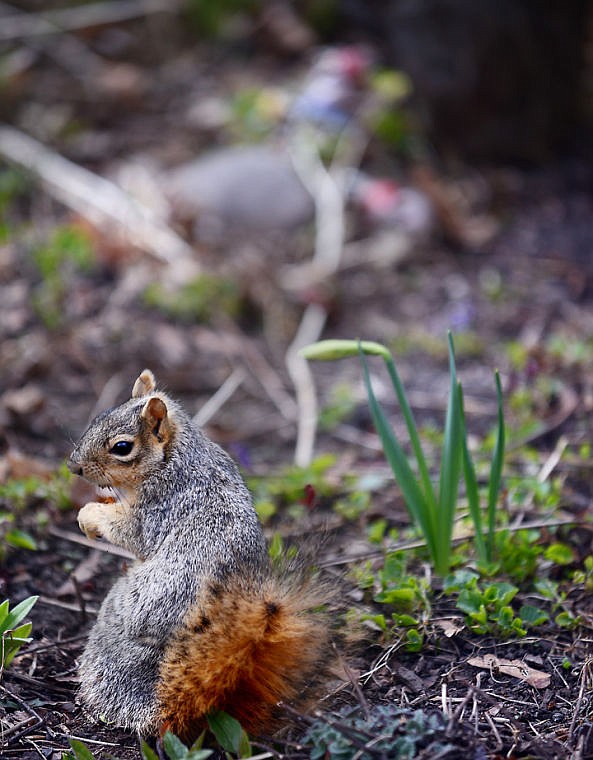 &lt;p&gt;A squirrel forages for lunch as spring greens begin to pop up in Kalispell. (Brenda Ahearn/Daily Inter Lake)&lt;/p&gt;