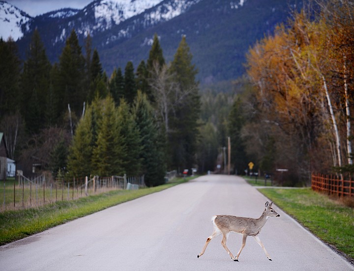 &lt;p&gt;A deer crosses Haskill Basin road at dusk on Monday, May 5, in Whitefish. (Brenda Ahearn/Daily Inter Lake)&lt;/p&gt;