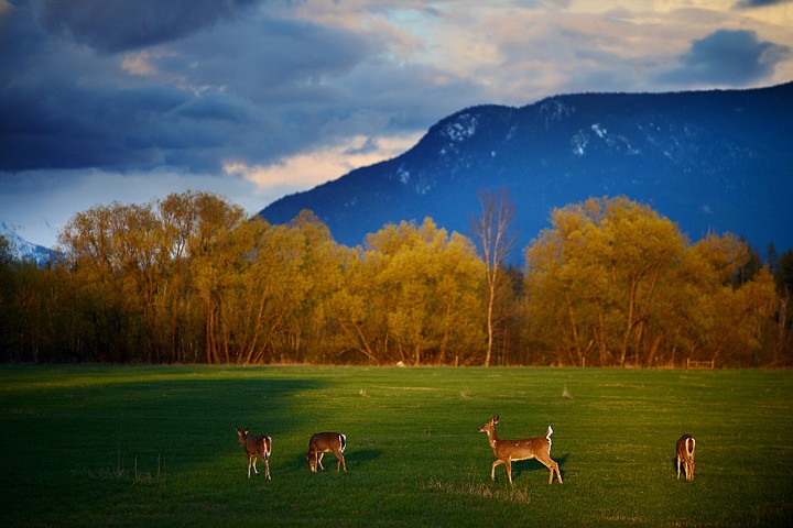 &lt;p&gt;The warm light of sunset illuminates deer foraging in Whitefish on Monday.&lt;/p&gt;