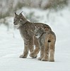 Judge wants a lynx plan within 30 days