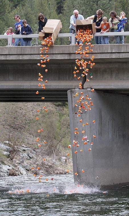 Photos by Aaric Bryan The over 500 rubber ducks in the 2008 Traveler&#146;s Inn duck race are dumped into the St. Regis River at the Two Mile Bridge Saturday.