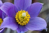 Spring flowers, Glacier Park