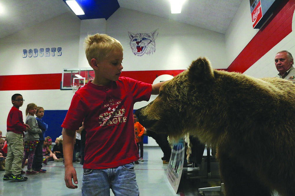 &lt;p&gt;Chris Wood examines a stuffed grizzly bear during a presentation in Superior last week.&lt;/p&gt;