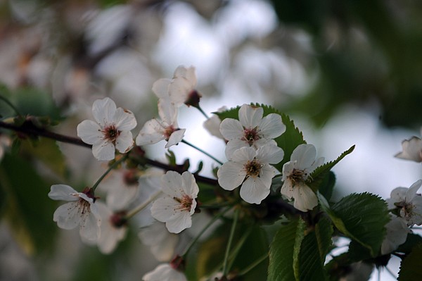 &lt;p&gt;Cherry blossoms have begun to bloom at O'Fallon Orchard just south of Wood's Bay on Monday night, May 14.&lt;/p&gt;
