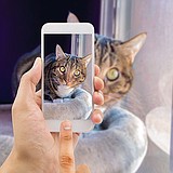 Pets and Social Media