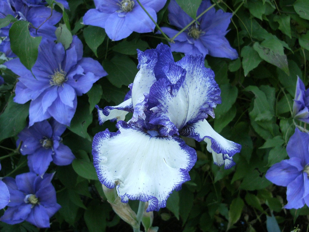 &lt;p&gt;ELAINE CERNY/Special to The Press&lt;/p&gt;&lt;p&gt;My &#147;Rare Treat&#148; iris blooms with &#147;The President&#148; clematis.&lt;/p&gt;