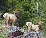 Wolves, aspen, elk and fire - keys to healthy forests?