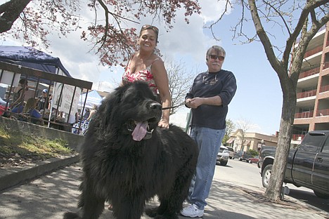 &lt;p&gt;Micah, 7, a Newfoundland, waits in the shade before heading into the Dog d'Alene event Saturday in Coeur d'Alene. His owners are Ron and Karen Deering of Coeur d'Alene.&lt;/p&gt;