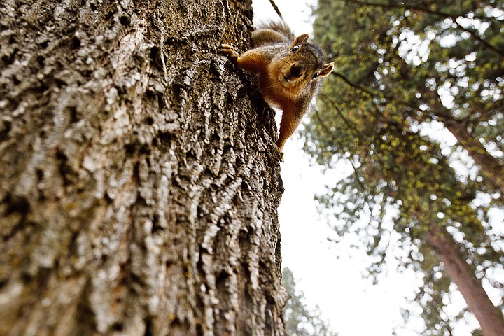 &lt;p&gt;SHAWN GUST/Press A curious fox squirrel scurries down the bark of a tree in the Coeur d'Alene City Park on Tuesday.&lt;/p&gt;