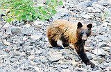 What about nature? Author laments possible delisting and demise of the grizzly