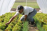 A 'new' way to farm