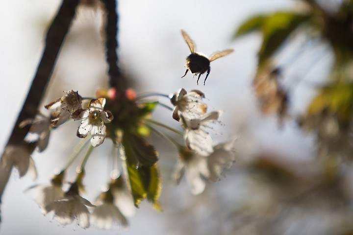 &lt;p&gt;SHAWN GUST/Press A bumble bee hovers over a possible snacking spot Sunday near Lake Coeur d'Alene.&lt;/p&gt;