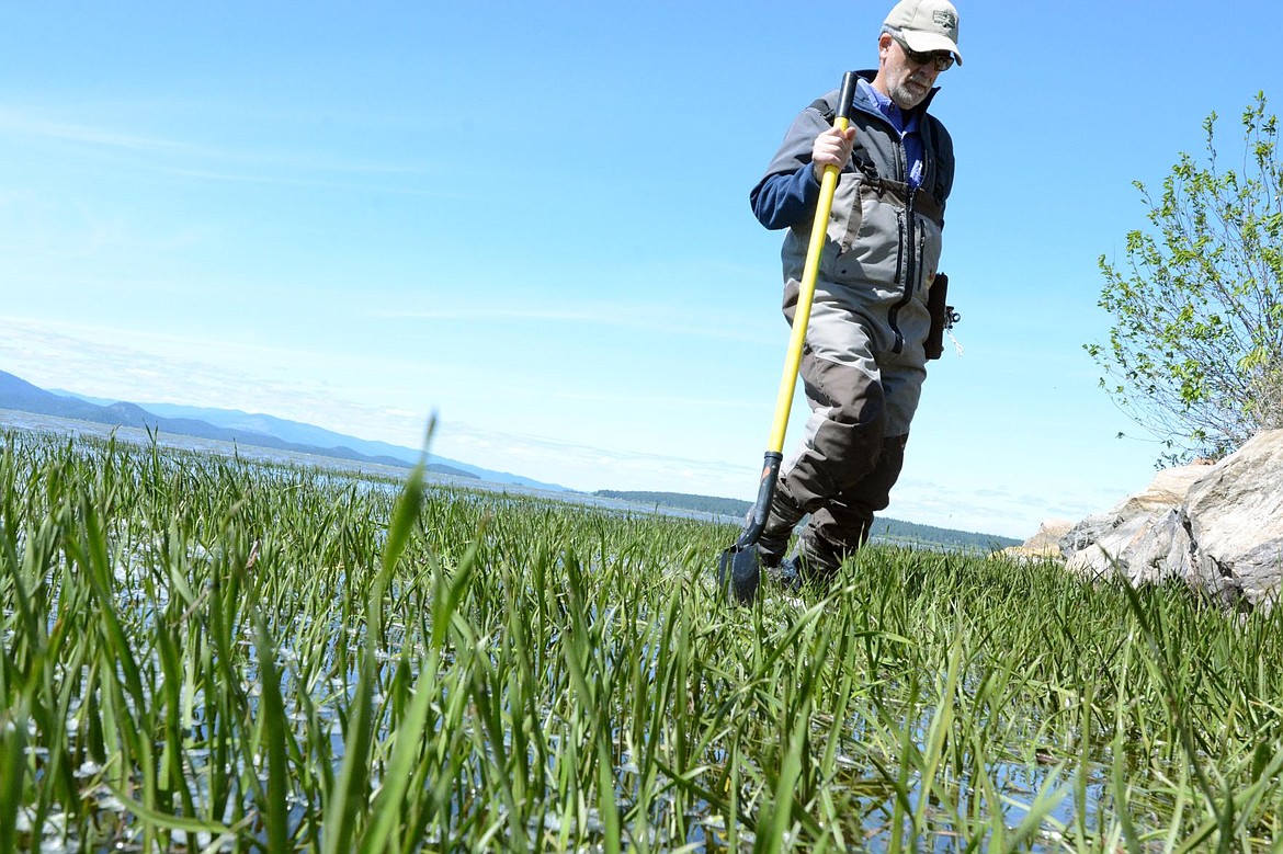 &lt;p&gt;&lt;strong&gt;Rice walks through a patch of flowering rush off the point at Ducharme Fishing Access.&#160;&lt;/strong&gt;&lt;/p&gt;&lt;p&gt;&lt;strong&gt;&#160;&lt;/strong&gt;&lt;/p&gt;