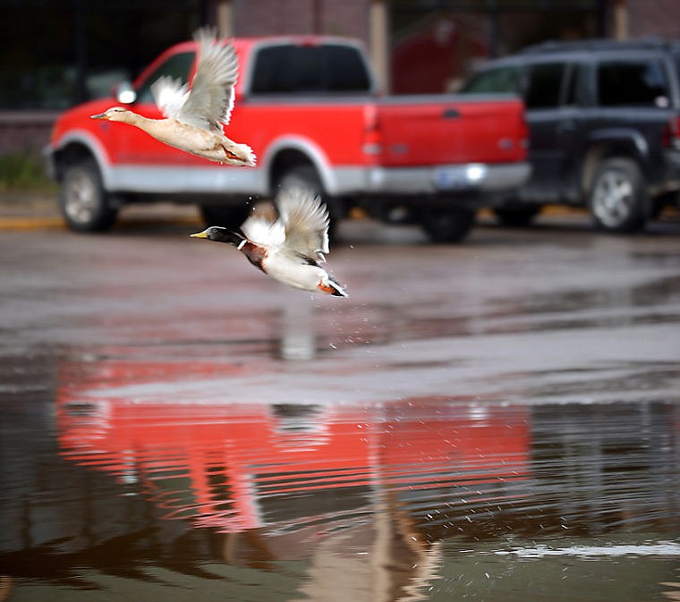 &lt;p&gt;A pair of mallards take off from their temporary pond in a parking lot in Evergreen on Saturday, May 10. (Brenda Ahearn/Daily Inter Lake)&lt;/p&gt;