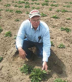 Ephrata farmer Paul Morris crouches Tuesday afternoon near some of his potatoes that are beginning to emerge after being planted in April. Morris, like other potato growers, believes the current low-carb diet fad is a passing trend.