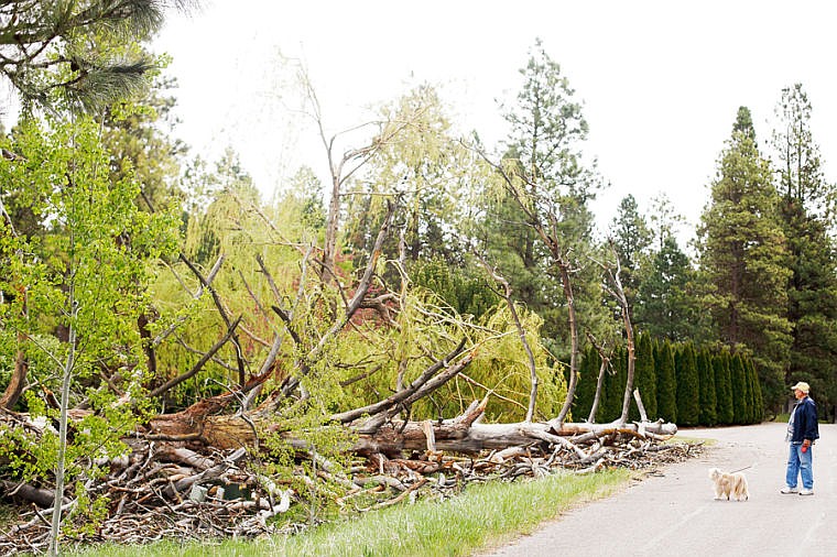 &lt;p&gt;A Ponderosa Estates resident pauses while walking his dog Tuesday morning to check out a tree that was downed in the development north of Kalispell during Monday evening's storms. May 14, 2013 in Kalispell, Montana. (Patrick Cote/Daily Inter Lake)&lt;/p&gt;