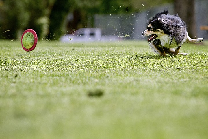 &lt;p&gt;JEROME A. POLLOS/Press Ed and Wendy Dudding's 2-year-old toy Australian Shepherd named Shep slides past his dog toy as he plays fetch Tuesday in downtown Coeur d'Alene.&lt;/p&gt;