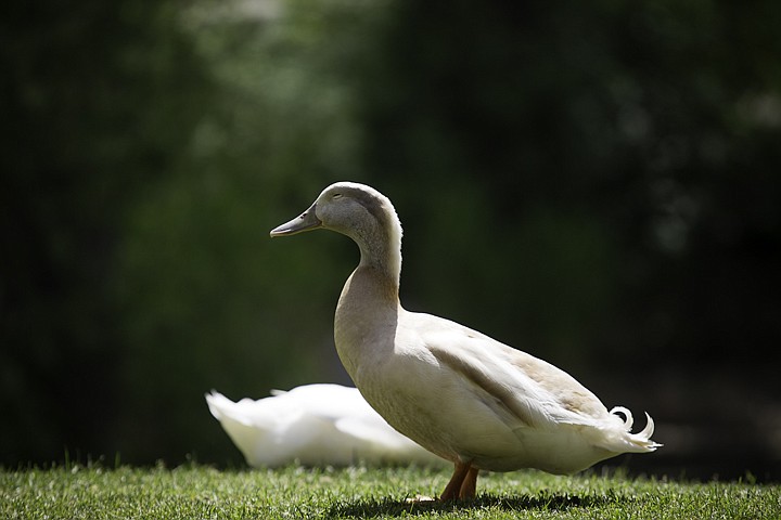 &lt;p&gt;SHAWN GUST/Press A duck basks in the sun Friday in a grassy area of Falls Park in Post Falls.&lt;/p&gt;