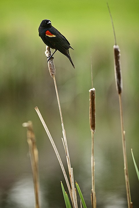 &lt;p&gt;JEROME A. POLLOS/Press A red-winged blackbird clings to the top of a cat's tail in a pond Tuesday at The Highland's Golf Course in Post Falls.&lt;/p&gt;