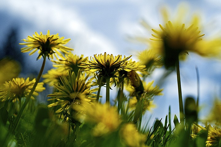 &lt;p&gt;JEROME A. POLLOS/Press Dandelions are lit by the morning sun as the clouds clear Tuesday near Post Falls.&lt;/p&gt;