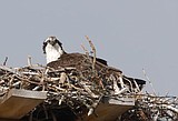 Park will add osprey cam to its Web site